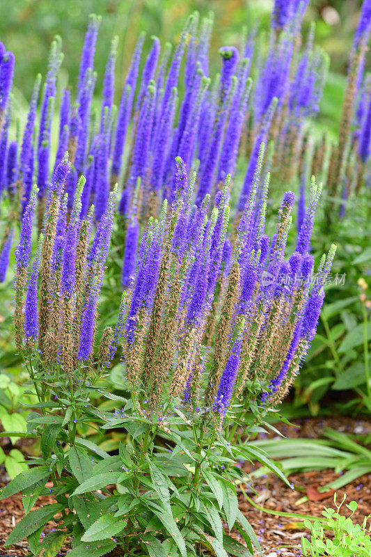 尖刺Speedwell / Veronica spicata“皇家蜡烛”